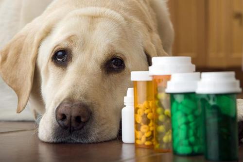 狗狗尿血是怎么回事吃什么药