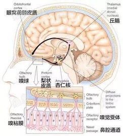 鼻腔给药内容探秘 