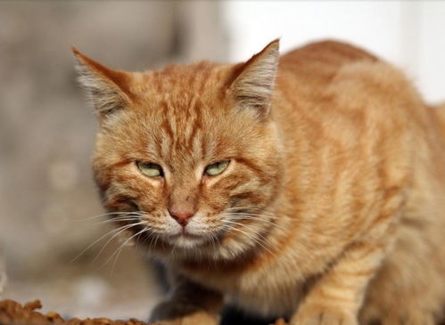 男友帮忙照顾猫咪,回来后却看到猫,竟在厨房洗碗 太臭了