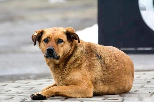 重庆版 忠犬八公 ,那只叫 元宝 的狗狗,终于不用再等了