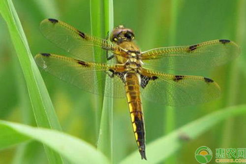蜻蜓吃什么 一天能吃几只蚊子 蜻蜓点水的目的