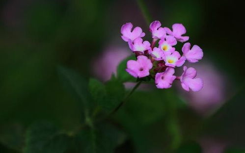 3月起,桃花解情,良缘临近,三大星座,旧爱到访,重归于好 方面 