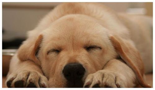 为什么主人不在家时狗狗能睡一整天 有那么困吗 原因很辛酸