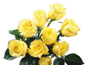 高清花卉黄色白色粉色红色玫瑰花图片25设计素材 模板下载 3.66MB 其他大全 