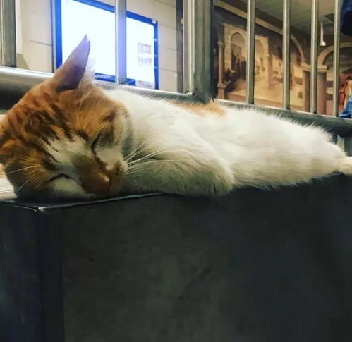 地铁口里的垃圾箱上有只猫 没错,其他地方也有