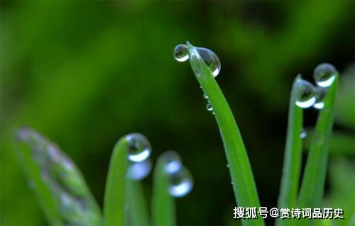 什么被引来了造句;毛茸茸的花蕊似什么？