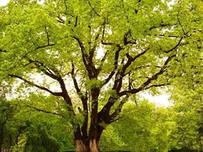 树的寓意和象征的词语,树：寓意深远的象征与文化符号