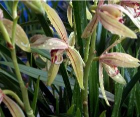 兰花什么季节开花,什么季节施肥,兰