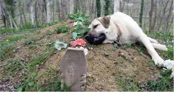 老人去世多年,忠犬仍每日守护坟墓