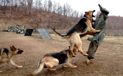 部队中,军犬的头不要随便摸,也许它的军衔比你还要高 