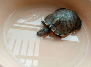 我家巴西龟总是像图上那样把头埋在水里，会不会生了什么病？怎么办？