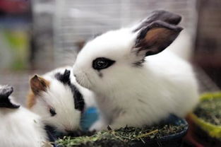 很小的兔子可以吃青菜吗 