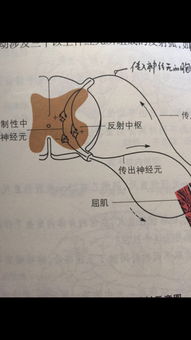 反射的意思是什么