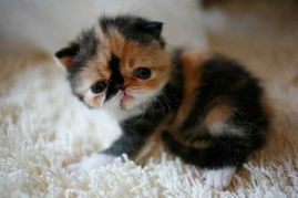世界上最萌的小猫 