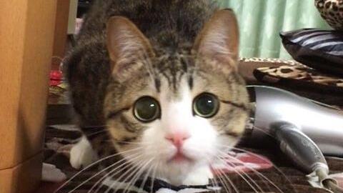 来看看这只眉清目秀的猫咪