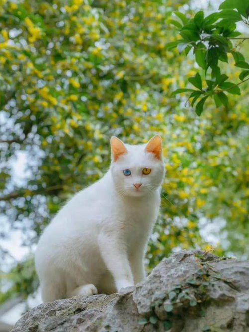 这些猫猫生活在园林,一生赏雨捻花,坐看百年四季 网友 想转行当神兽了 薛巍 故宫 微博 