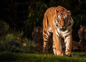 老虎的装备：保护与捕猎的完美结合-第2张图片-龍祥興游戏百科