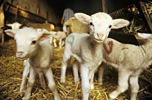 羊羔出生几天可以打三联四防 刚出生的小羊羔能打三联四防吗