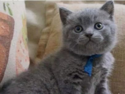 图 纯种蓝猫宝宝品种多实物拍摄价格实惠疫苗全 上海宠物猫 