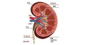 体检报告中的那些结节囊肿到底要不要治