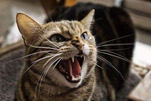 猫对人呲牙是怎么回事 