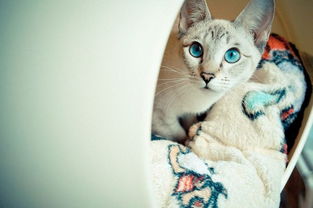 秋季导致猫咪感冒的原因是什么 怎么预防猫咪感冒 