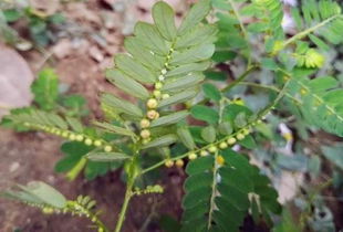 趴地珍珠草怎么种植视频,准备材料