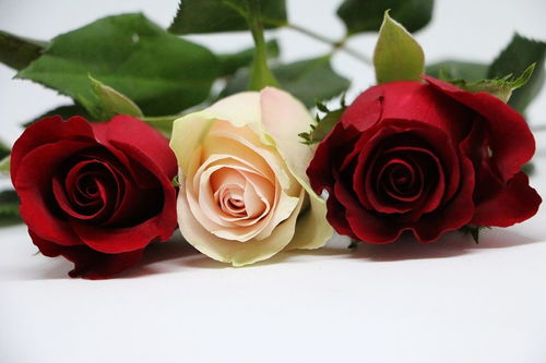 玫瑰花语几朵分别代表什么意思 