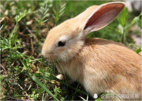 生肖兔 63年 兔兔兔兔 的下半生,老人讲的话不假,属兔人必看