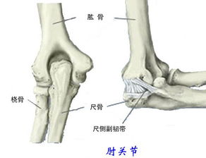 肘关节脱臼的照片 搜狗图片搜索