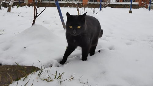 喜欢玩雪的猫咪 