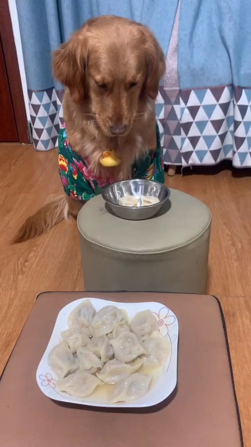 狗子吃饺子第二集 