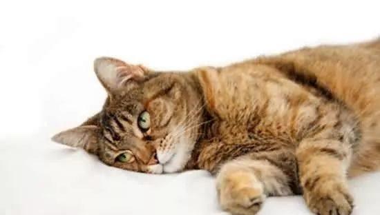 你知道猫咪只需3 7天不进食,,就会得脂肪肝吗