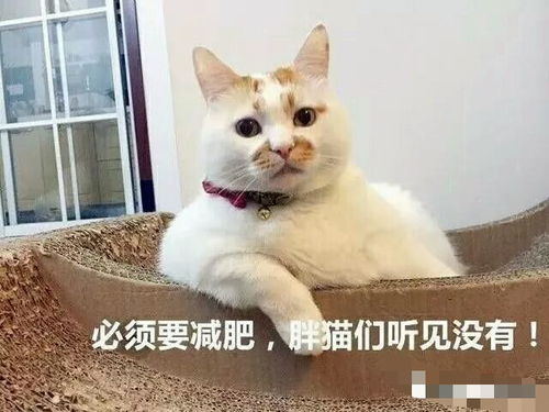 喵星球什么意思,猫的星星是什么意思? 喵星球什么意思,猫的星星是什么意思? 应用