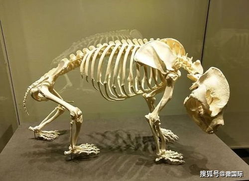 6种生物死后的骨架,大熊猫是真没想到,完全失去了生前的憨态