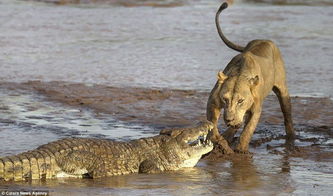 肯尼亚河上狮子与鳄鱼的生死斗 