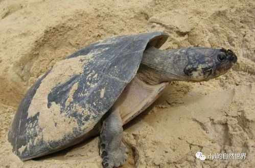 心疼 刚出生的小龟爬不到河边,就被淹死在沙滩上