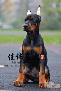 北京纯种杜宾幼犬多少钱一只 