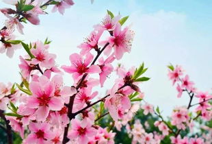 关于柳树和桃花的诗句