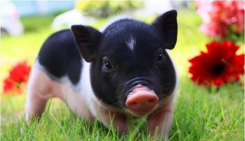 生肖猪 12个月份12种命,这几月出生的子女,天生龙凤命有大出息