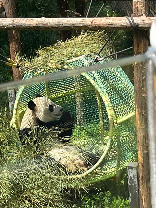 南京红山动物园熊猫馆最全参观攻略 