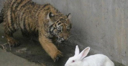 饲养员把兔子和老虎放进一个笼子,从此它们过上了幸福快乐的日子