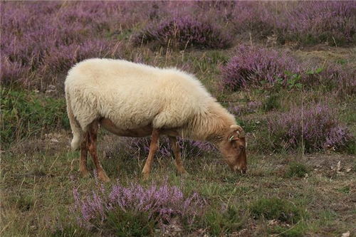 属羊的今年多大,属羊的几月出生最好,属羊的和什么属相配 
