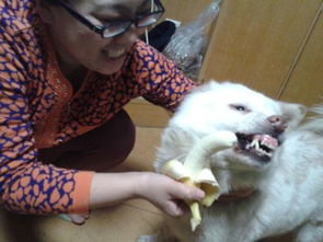 狗能吃香蕉么,三个月小狗能吃香蕉么