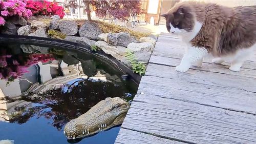 猫咪想从池塘捞鱼吃,没想到水里有 鳄鱼 ,这该怎么下手 