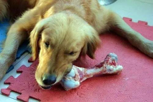 狗狗肚子肿胀异常痛苦,原因是主人喂骨头