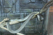 灰鼠蛇吃什么 养殖方法 价格 图片 灰鼠蛇有毒吗 