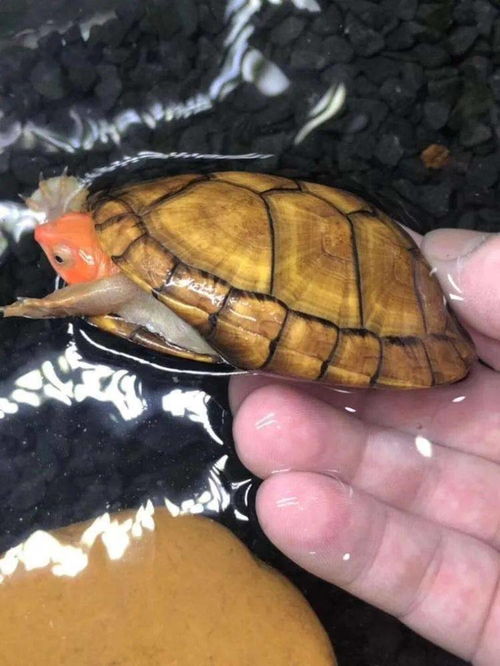 红面蛋龟怎么养