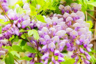 紫藤花几月份开花,紫藤萝花期多长时间