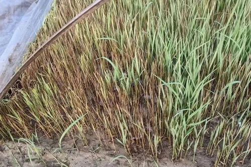 水稻遇低温霜冻怎么办,今年气温低水稻会受到影响吗